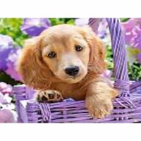 Алмазная мозайка 5D 21*25см Верный товарищ