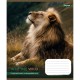 Зошит 36 аркушів клітинка Into the wild