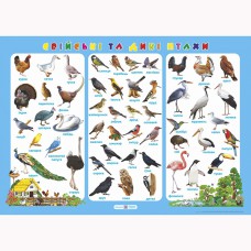 Плакат Свійські та дикі птахи А2