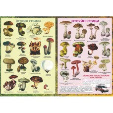 Плакат Отруйні та їстівні гриби